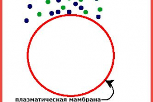 Karakteristike, faze i mehanizmi za pinocitozu Karakteristike, faze i mehanizmi za pinocitozu