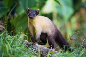 Harza: fotografija ussuri kurtsy Harza: fotografija ussuri kurtsy