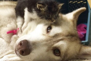 Huss i mačić - primjer zabrinutosti koje ljudi zavivaju Huss i mačić - primjer zabrinutosti koje ljudi zavivaju