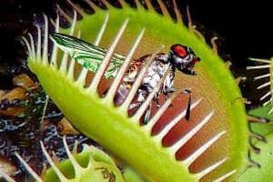 Grabežljiva biljka veineree mukholovka Grabežljiva biljka veineree mukholovka