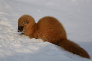 Stupci (itati) Stupci (itati)