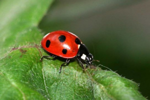 Grabežljivi kukci Grabežljivi kukci