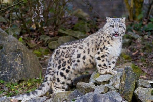 Crvena knjiga buryatia