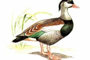 Crested peganka - patka s izvanrednom poviješću Crested peganka - patka s izvanrednom poviješću