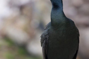 Crested cormorand i dugačak kormorans - ista životinja?