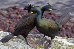 Crested baklan Crested baklan