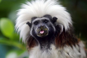 Crested tamarin