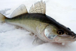 Slatkovodna riba (rijeka) Slatkovodna riba (rijeka)