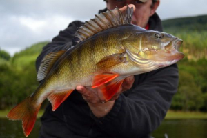 Riblji bajkal Riblji bajkal