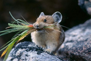 Hrčci: obilježja njihovog divljih i domaćeg života