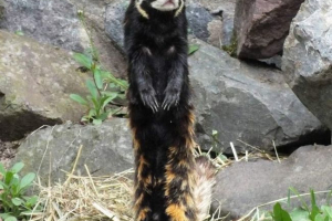 Charek vodeći: opis i način života grabežljivog sisavca