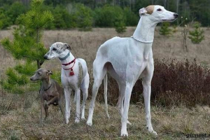 Horny bozay pas. Opis, značajke, vrste i cijena pasmine