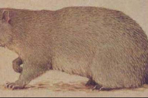 Bryun zajebavati - kakva životinja?