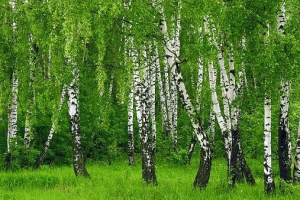 Priroda smolensk regije Priroda smolensk regije