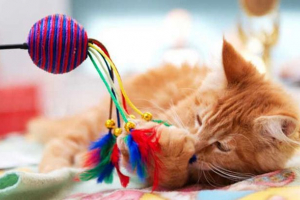 Igračke za mačke to čine sami Igračke za mačke to čine sami