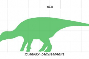 Iguanodon Iguanodon