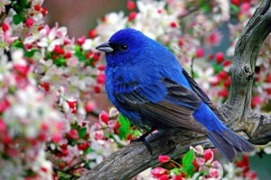 Imena za pernate kućne ljubimce