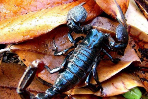 Imperial scorpio: fotografija otrovne životinje Imperial scorpio: fotografija otrovne životinje