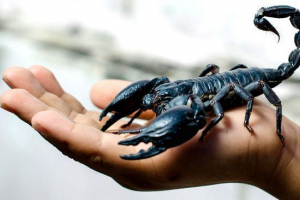 Imperial scorpio Imperial scorpio