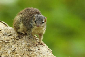 Indijski tupayi oni su bambusovi vjeverice ili cools stabala Indijski tupayi oni su bambusovi vjeverice ili cools stabala