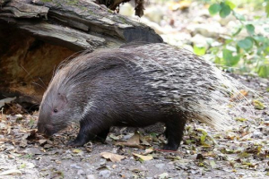 Indijski nasip Indijski nasip