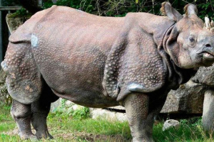 Indijski noso Indijski noso