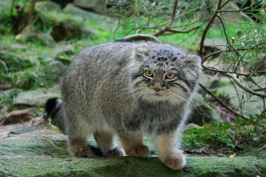 Zanimljivo o manulu Zanimljivo o manulu