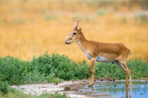Zanimljivo o životu saiga Zanimljivo o životu saiga