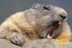 Zanimljivo o beables i dabrovama Zanimljivo o beables i dabrovama