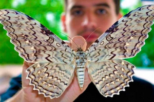 Zanimljive činjenice o leptirima Zanimljive činjenice o leptirima