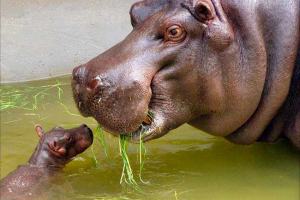 Zanimljive činjenice o nilskim konjima Zanimljive činjenice o nilskim konjima