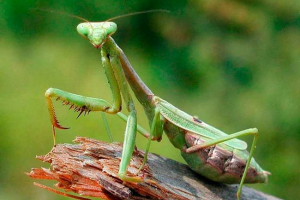 Zanimljive činjenice o mantiji Zanimljive činjenice o mantiji