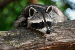 Zanimljive činjenice o raccats Zanimljive činjenice o raccats