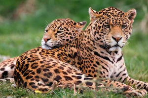 Zanimljive činjenice o jaguarima Zanimljive činjenice o jaguarima