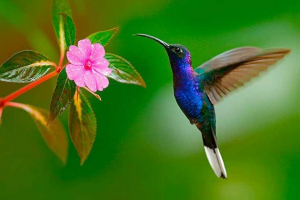 Zanimljive činjenice o hummingbird