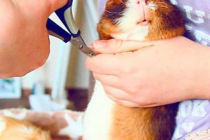 Zanimljive činjenice o zamorcima Zanimljive činjenice o zamorcima