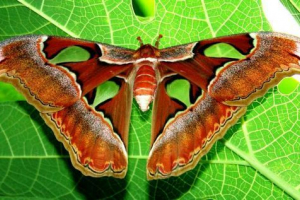 Zanimljive činjenice o insektima: sve je skriveno od znatiželjnih očiju Zanimljive činjenice o insektima: sve je skriveno od znatiželjnih očiju