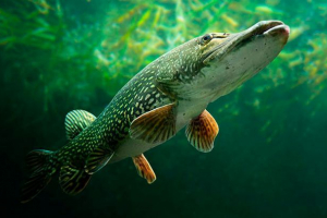 Zanimljive činjenice o štuku Zanimljive činjenice o štuku