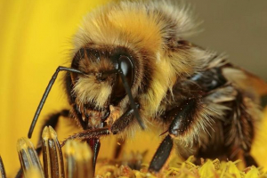 Zanimljive činjenice o bumbama Zanimljive činjenice o bumbama