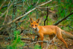 Zanimljive činjenice o životinjskoj šumi Zanimljive činjenice o životinjskoj šumi