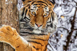 Zanimljive činjenice o amur tigre Zanimljive činjenice o amur tigre