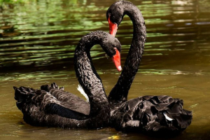 Zanimljive činjenice o crnoj labudi Zanimljive činjenice o crnoj labudi