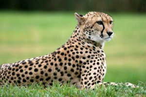 Zanimljive činjenice o gepardi Zanimljive činjenice o gepardi