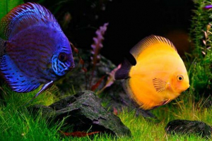 Zanimljiva imena riba Zanimljiva imena riba