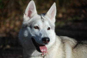 Inite psa. Opis, značajke, sadržaj i cijenu inuita Inite psa. Opis, značajke, sadržaj i cijenu inuita