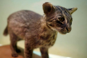 Andiomot ili japanska divlja mačka Andiomot ili japanska divlja mačka