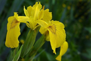 Iris žuta Iris žuta