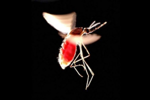 Istraživači su nazvali najopasniji ubojica