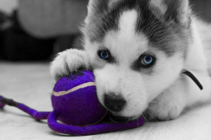 Iz kanalizacije uštedenu haski