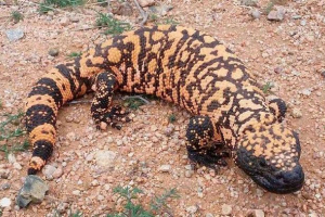 Otrovni gušter arizona yadozub ili jig